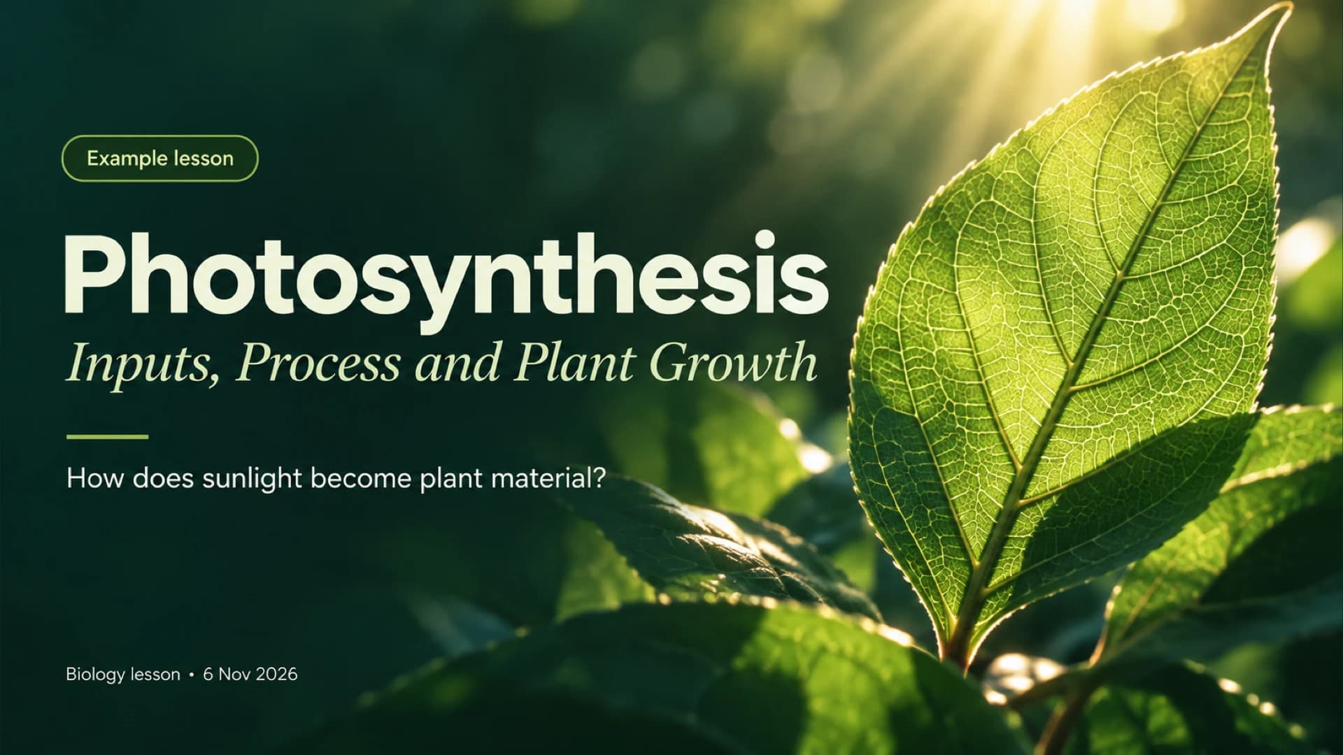 Fotosíntesis: reactivos, proceso y crecimiento vegetal